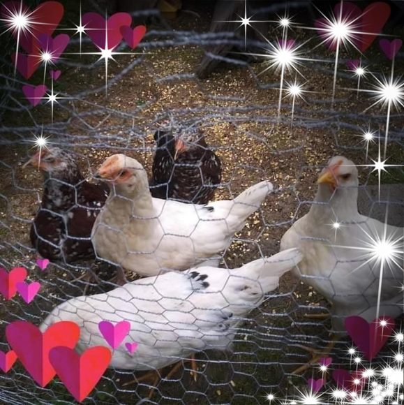 chickenmom05